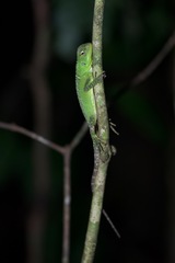 Enyalioides laticeps