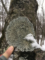 Crespoa crozalsiana