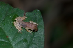 Dendropsophus haraldschultzi