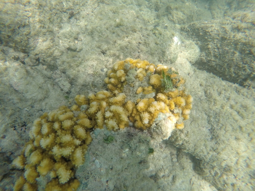 Pocillopora verrucosa