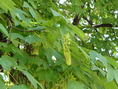 Acer pseudoplatanus