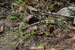 Pholidoscelis auberi