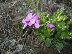 Arabis blepharophylla