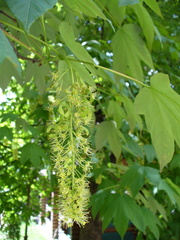 Acer pseudoplatanus