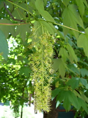 Acer pseudoplatanus