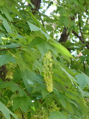 Acer pseudoplatanus