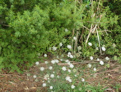 Podocarpus totara