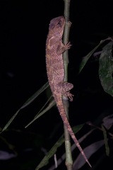 Enyalioides microlepis