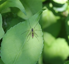 Ptychoptera quadrifasciata