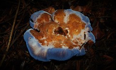 Hydnellum caeruleum image