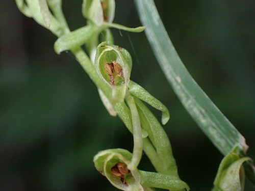 Image of Platanthera zothecina by (c) Jared Shorma, some rights reserved (CC BY)