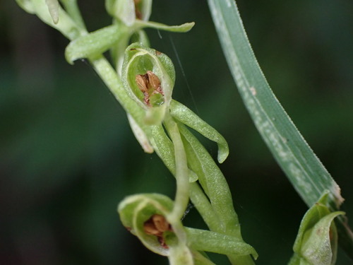 Image of Platanthera zothecina by (c) Jared Shorma, some rights reserved (CC BY)