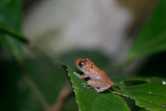 Pristimantis luscombei