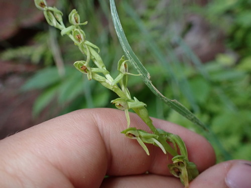 Image of Platanthera zothecina by (c) Jared Shorma, some rights reserved (CC BY)