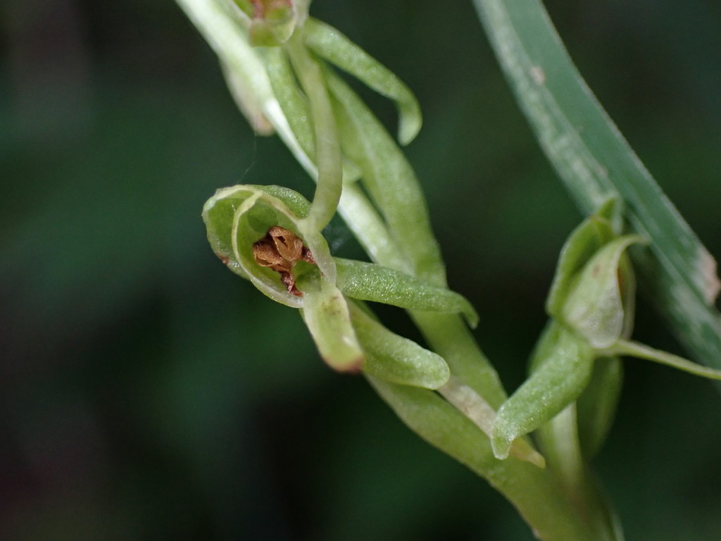 Platanthera zothecina