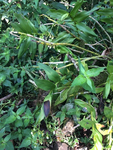 Epidendrum hassleri Cogn. 3