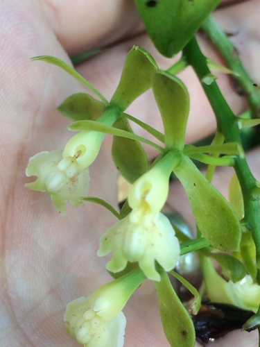 Epidendrum hassleri Cogn. 2