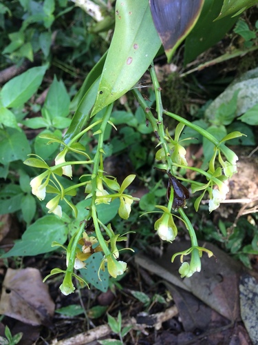 Epidendrum hassleri Cogn. 4