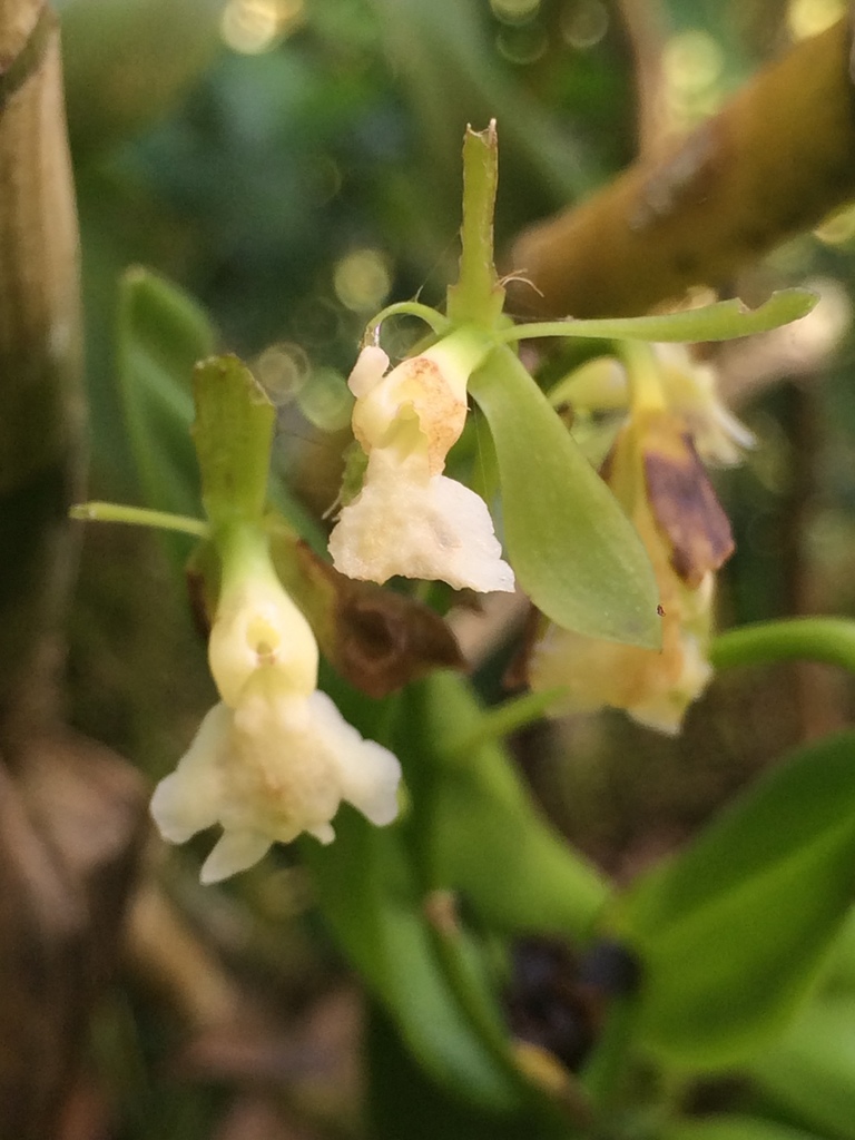 Epidendrum hassleri