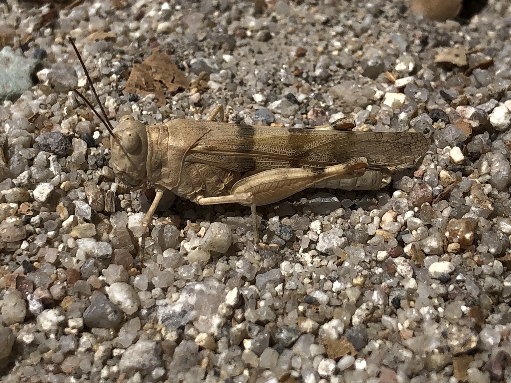 Trimerotropis titusi