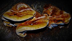 Inocutis tamaricis