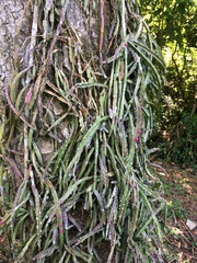 Lepismium cruciforme