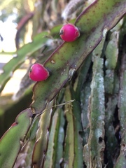 Lepismium cruciforme