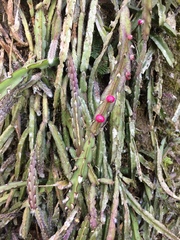 Lepismium cruciforme