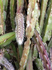 Lepismium cruciforme