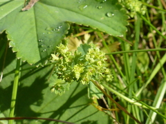Alchemilla glabricaulis