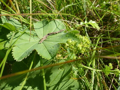 Alchemilla glabricaulis