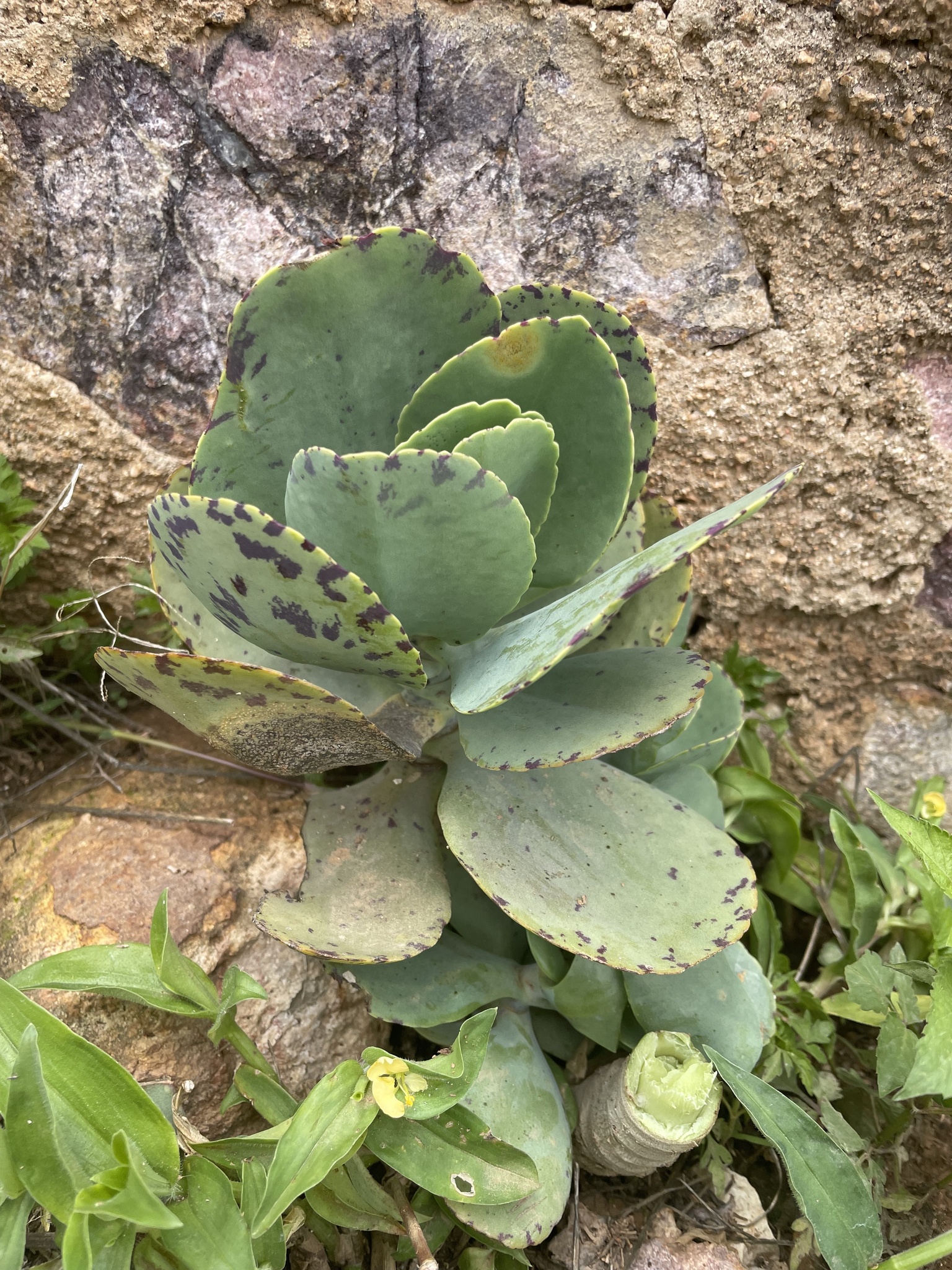 Kalanchoe marmorata
