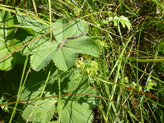 Alchemilla glabricaulis