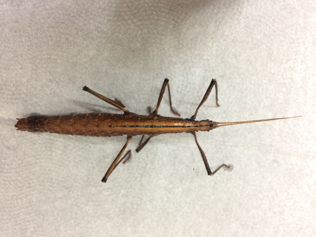 Urucumania nigrovittata