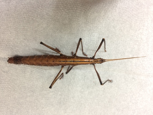 Urucumania nigrovittata