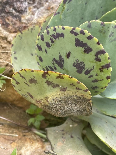 Kalanchoe marmorata