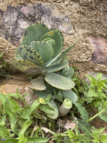 Kalanchoe marmorata