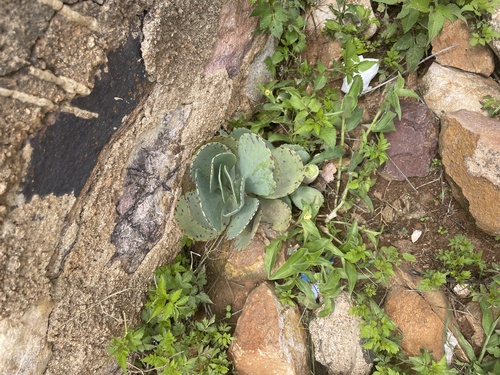 Kalanchoe marmorata