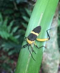 Laminiceps fasciatus