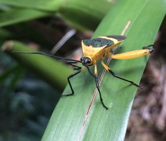 Laminiceps fasciatus