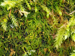 Pelekium pygmaeum