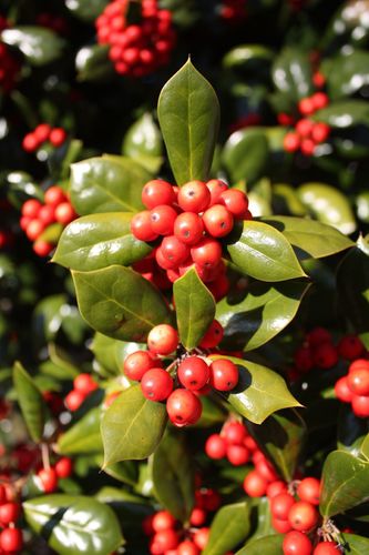 Chinese holly (Plants of Overton Park's Old Forest, Memphis, TN ...