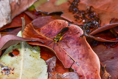 Sphex jamaicensis