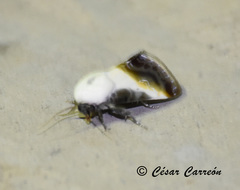 Acontia
