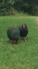 Porphyrio hochstetteri