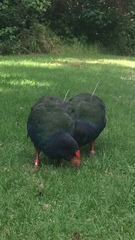 Porphyrio hochstetteri