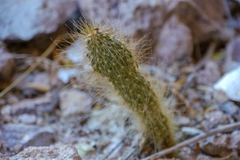 Opuntia gosseliniana
