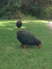 Porphyrio hochstetteri