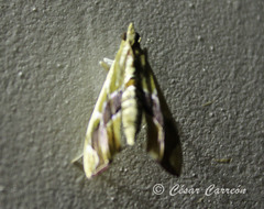 Agathodes monstralis