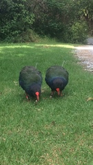 Porphyrio hochstetteri